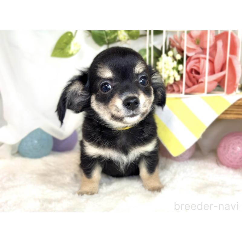 成約済の滋賀県のチワックス:チワワ×ミニチュアダックスフンド-413326の4枚目